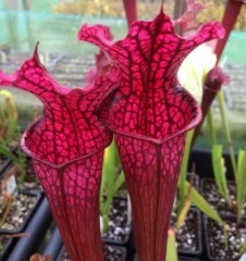 Sarracenia x H 159 Danas Delight