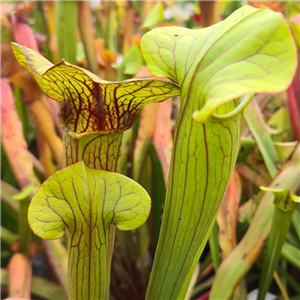 Sarracenia x H 160 catesbyi x flava maxima