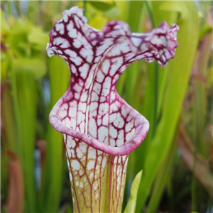 Sarracenia x H 161 (leucophylla x A slack)