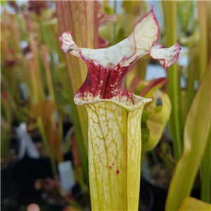 Sarracenia x H 162 (alata x leucophylla) xLeah Wilkerson