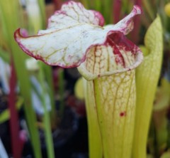 Sarracenia x H 162 (alata x leucophylla) xLeah Wilkerson