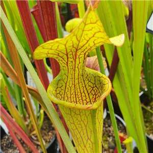 Sarracenia x H 165 Veiny Thing IPX125 (JSH155)