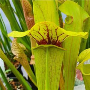 Sarracenia x H 166 Kasper Hauser JSH198 (seed)