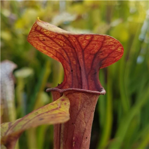 Sarracenia x H 167 Laughing Wizard 