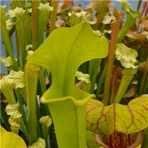 Sarracenia x H 171 Anthro free moorei x flava Goldie