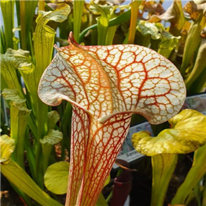 Sarracenia x H 174 Skywatcher