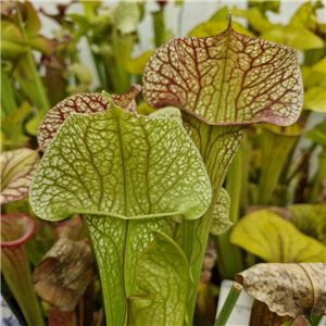 Sarracenia x H 174 Skywatcher