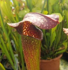 Sarracenia x H 176 IS MX U 03