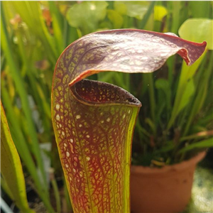 Sarracenia x H 176 IS MX U 03