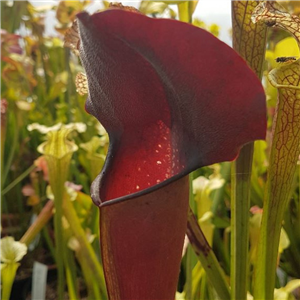 Sarracenia x H 177 purp slack