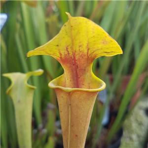 Sarracenia x H 179 flava Dappled Orange