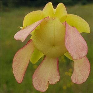 Sarracenia x H 17A excellens (leuco x minor)  A. Slack