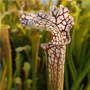 Sarracenia x H 180 leucophyl la x IS rubra long lid