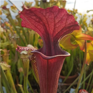 Sarracenia x H 181 IS LSG X FR C 23