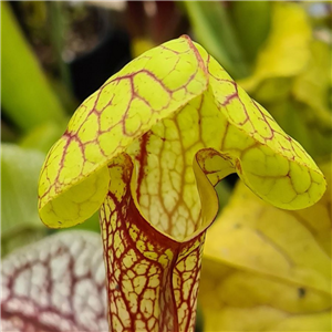 Sarracenia x H 183 Love Bug