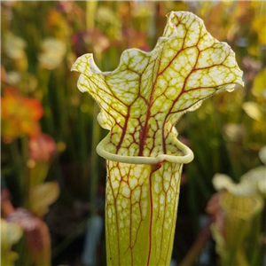 Sarracenia x H 185 white top wilssii hybrid