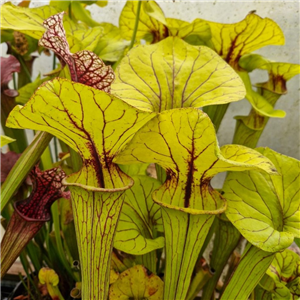 Sarracenia x H 186 IS big op 15