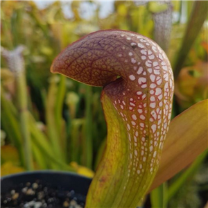 Sarracenia x H 189 psittacina x minor