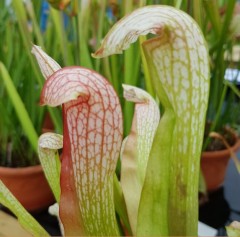 Sarracenia x H 19 formosa (minor x psittacina) A Slack