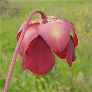 Sarracenia x H 19 formosa (minor x psittacina) A Slack