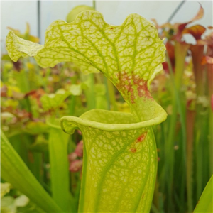 Sarracenia x H 191 Big un open pollinated