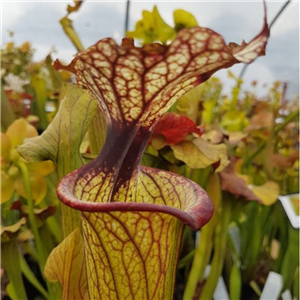 Sarracenia x H 192 leucophyl la (L20) x flava