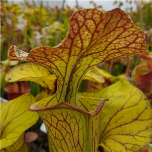 Sarracenia x H 193 IS XM C3