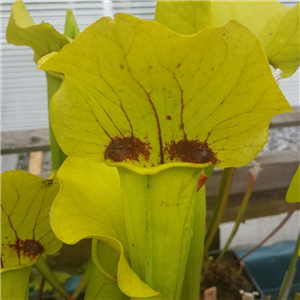 Sarracenia x H 195 hybrid big green red splotch