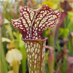 Sarracenia x H 197 Lynda Butt OP Giraffe