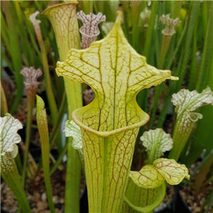 Sarracenia x H 198 Spider Man