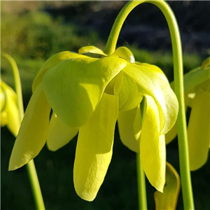 Sarracenia x H 20 harperi (flava x minor) A. Slack