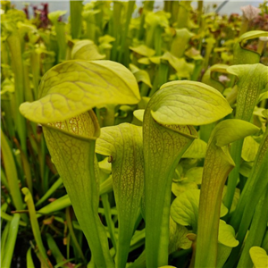 Sarracenia x H 20 harperi (flava x minor) A. Slack .