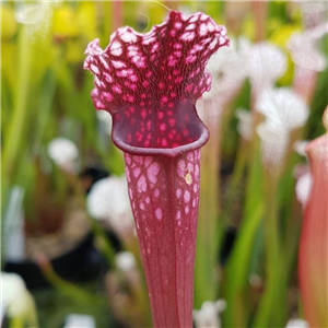 Sarracenia x H 200 SHO10 hybrid Dutch Stevens