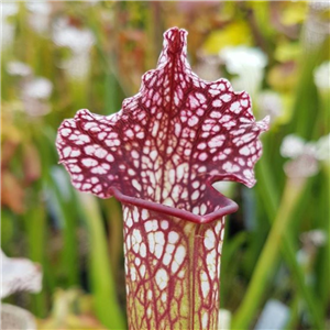 Sarracenia x H 202 SH695 oreophila x leucophylla