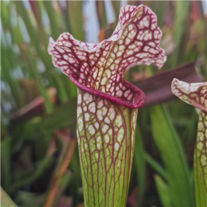 Sarracenia x H 202 SH695 oreophila x leucophylla