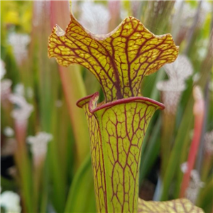 Sarracenia x H 203 x moorei x flava suspicion