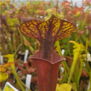 Sarracenia x H 205 x MK F20 (seed)