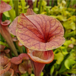 Sarracenia x H 206 x IS