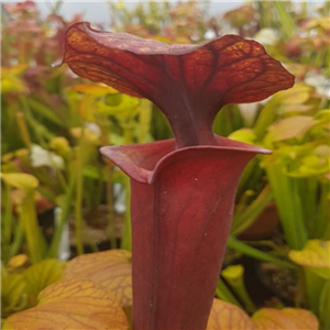 Sarracenia x H 208 IS L X SCH 30