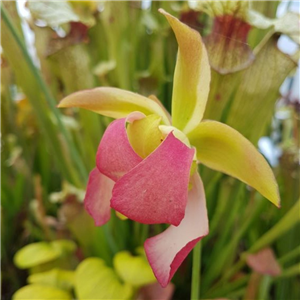 Sarracenia x H 21 Judy (minor x excellens) A. Slack