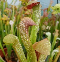 Sarracenia x H 21 Judy (minor x excellens) A. Slack