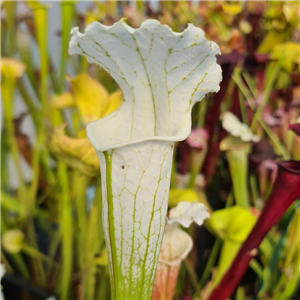 Sarracenia x H 212 leucophylla hybrid IS