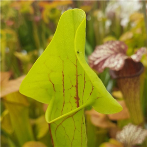 Sarracenia x H 214 hybrid