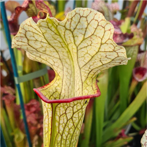 Sarracenia x H 216  hybrid