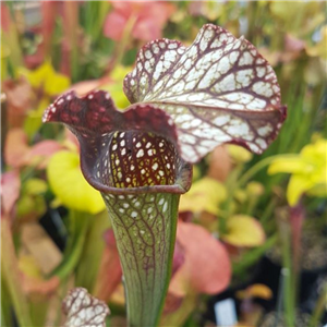 Sarracenia x H 219 Slacks Red x Glider x LA