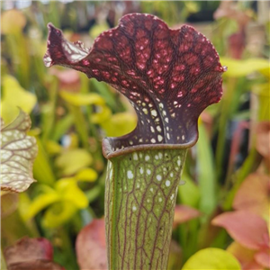 Sarracenia x H 219 Slacks Red x Glider x LA