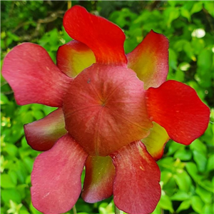 Sarracenia x H 22 Lynda Butt 1987 A. Slack