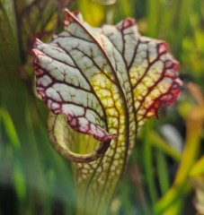 Sarracenia x H 22 Lynda Butt 1987 A. Slack