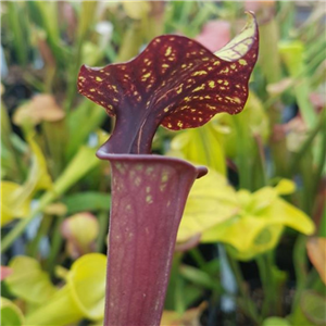 Sarracenia x H 220 SH 76 X moorei apalachacola North FL