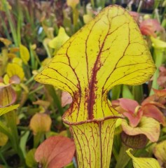 Sarracenia x H 221 Big un open pollinated